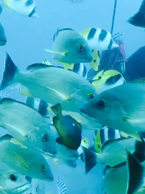 グアム 水族館 リライト