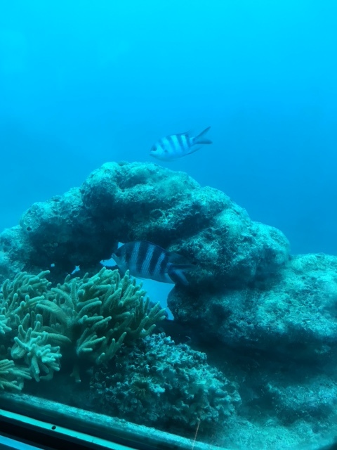 グアム 水中水族館 リライト