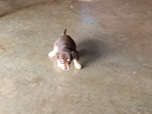 タロフォフォの滝 犬 リライト