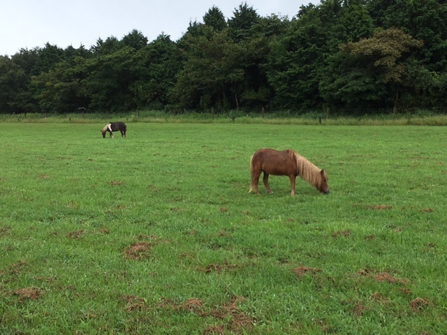 ポニー　マザー牧場　リライト