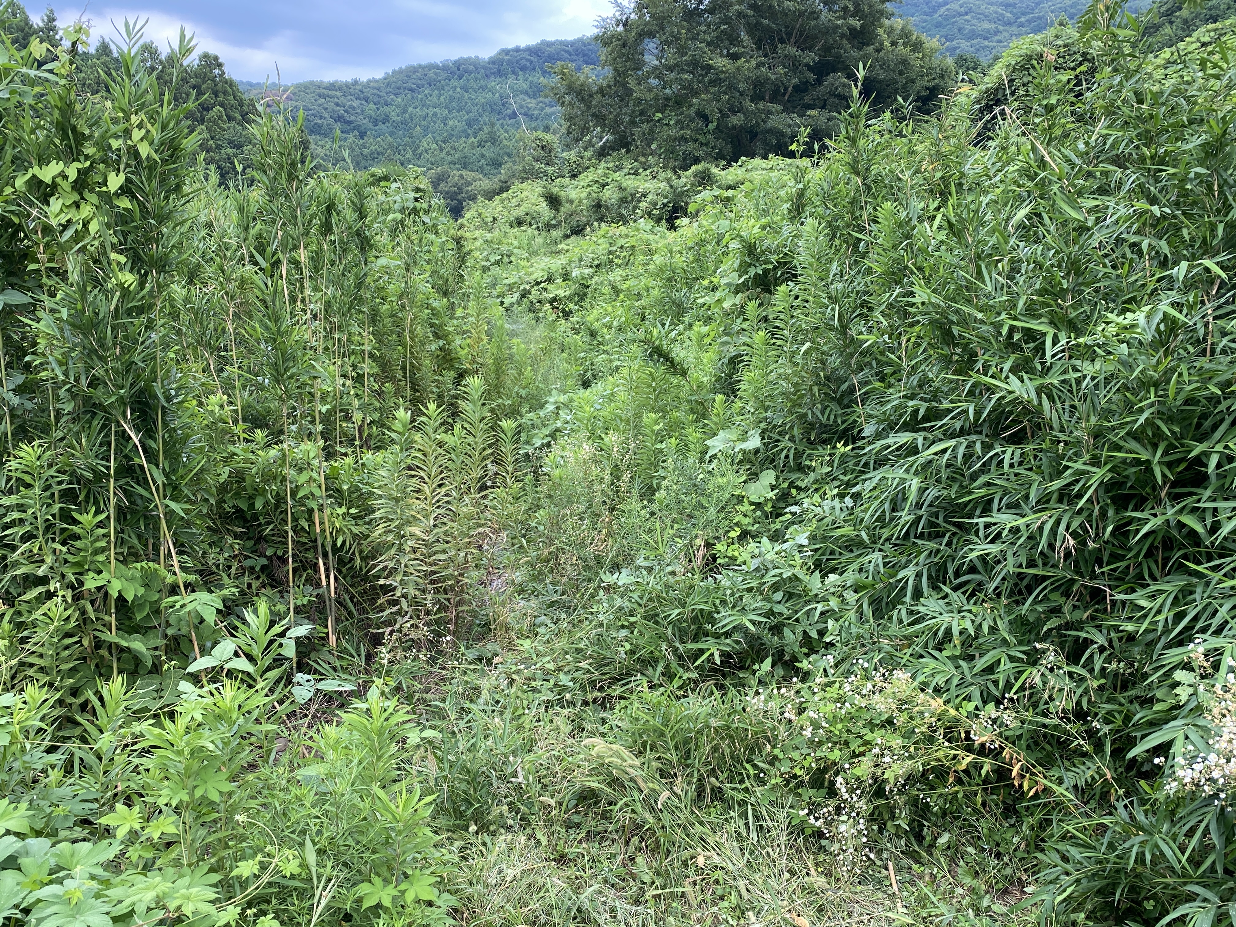 桜川市　山林処分