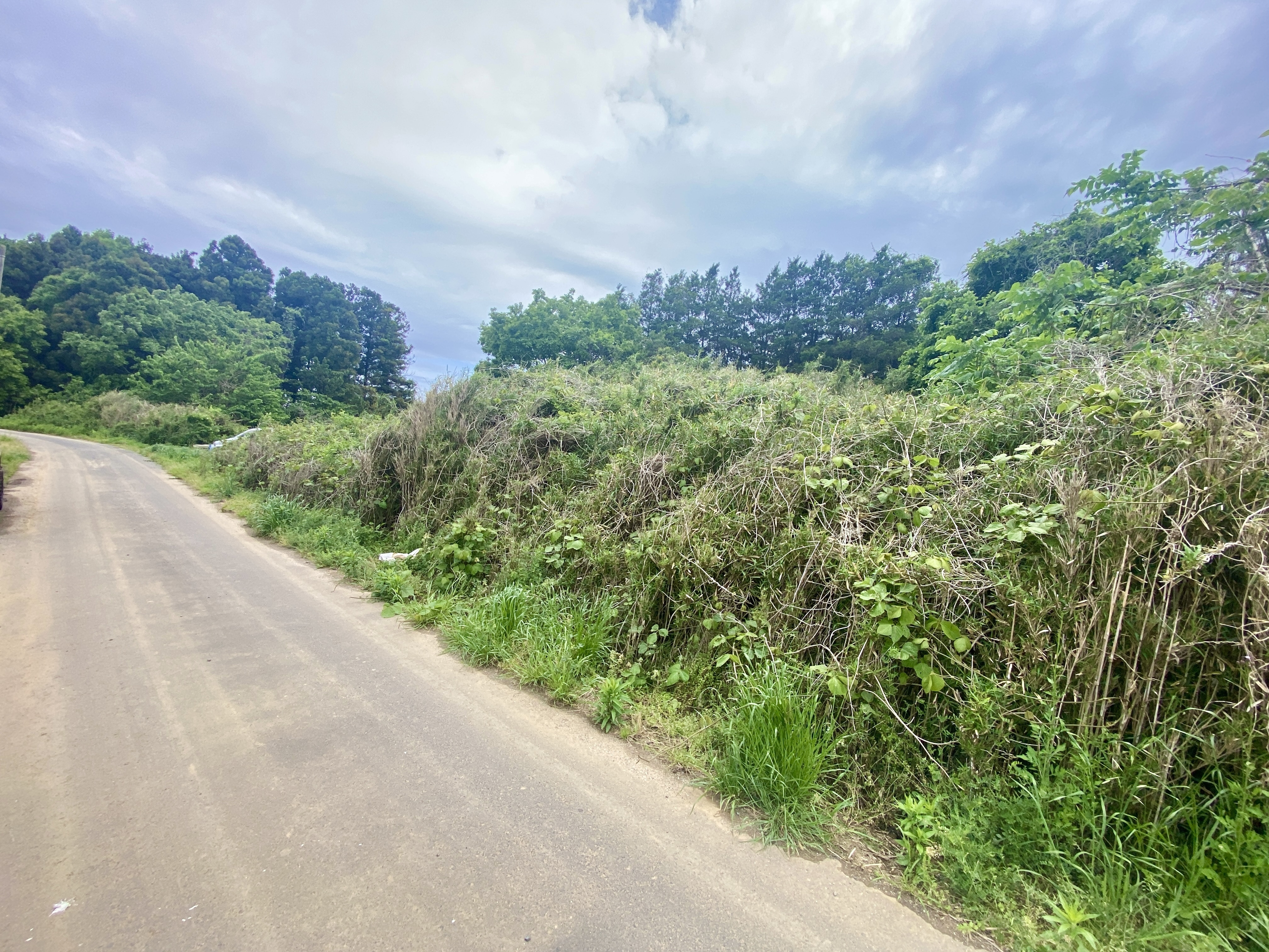 田舎の原野　処分