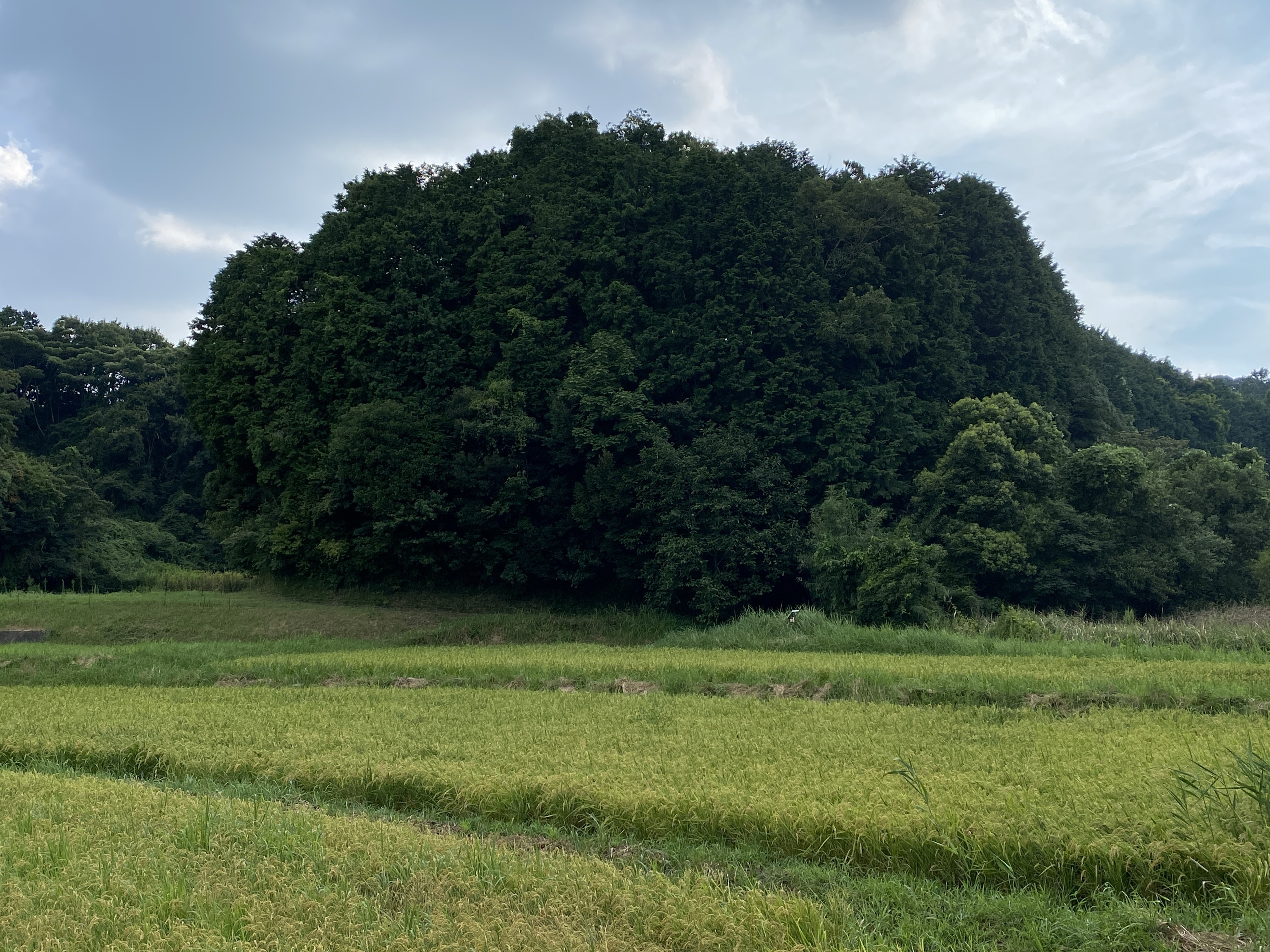 君津市　山林